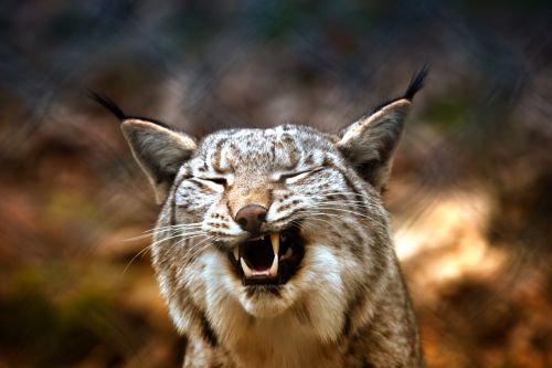 lynx imprisoned eurasischer lynx