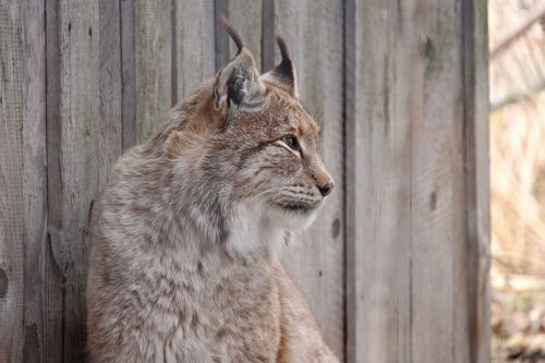 lynx national park cat