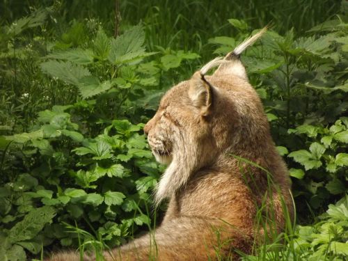 lynx cat wildcat