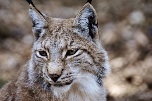 lynx  wild animal  wildcat