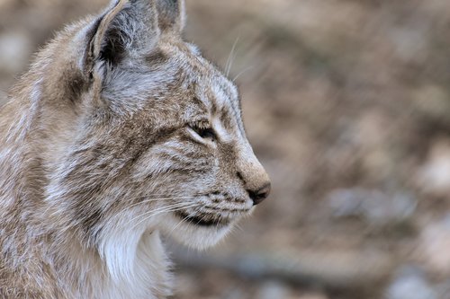 lynx  wild animal  wildcat