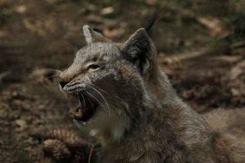 lynx  wildlife park  eat
