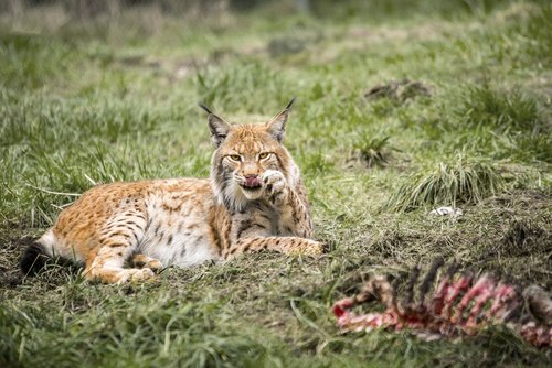 lynx  big cat  cat