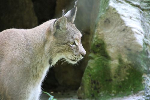 lynx animal wildcat