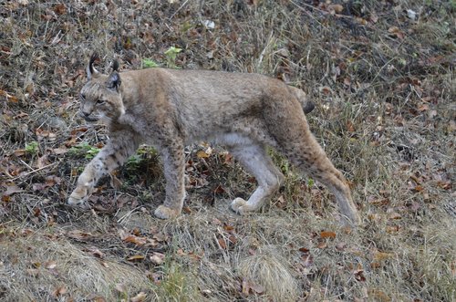 lynx  big cat  wildcat