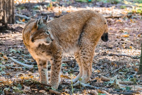 lynx  big cat  wild animal