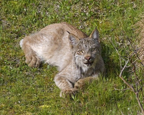 lynx  bobcat  predator