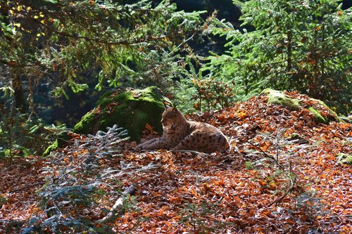 lynx  forest  wildcat