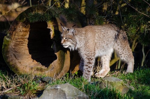 lynx  cat  predator