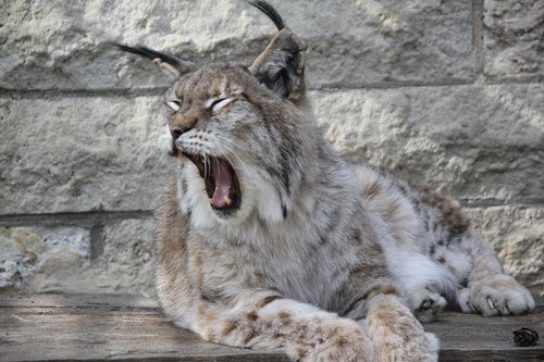 lynx  animal  nature