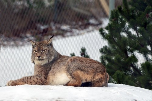 lynx  wildcat  cat