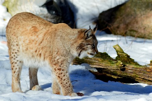 lynx  animals  cat