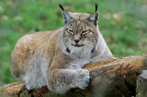 lynx  carnivore  predator