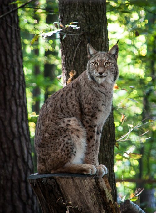 lynx  wildcat  big cat