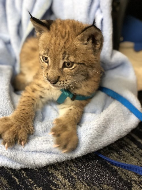 lynx  wildcat  cub