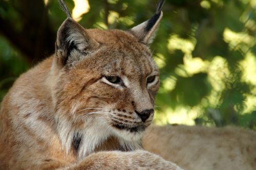 lynx animal cat