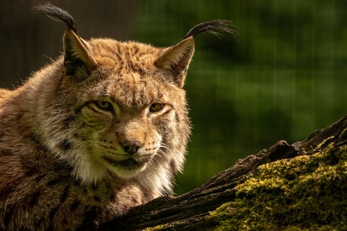 lynx  animal  big cat