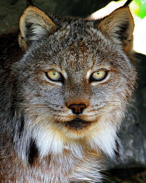 lynx animal eyes
