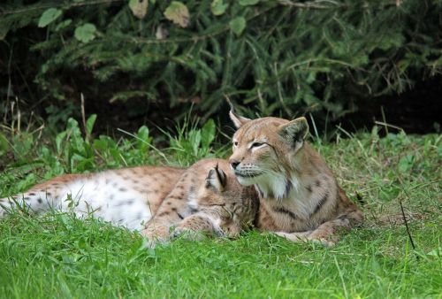 lynx young animal doze
