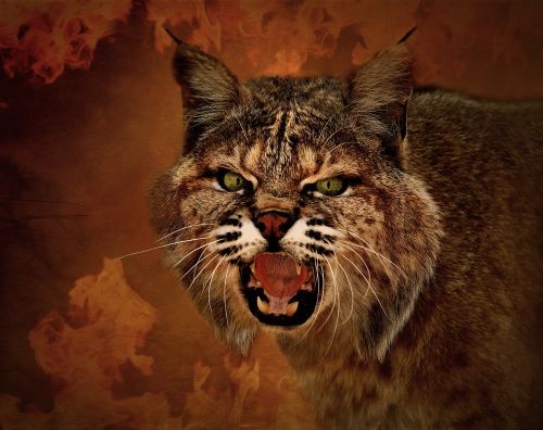 lynx wildcat animal