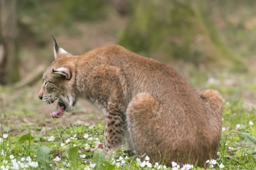 lynx zoo wildcat
