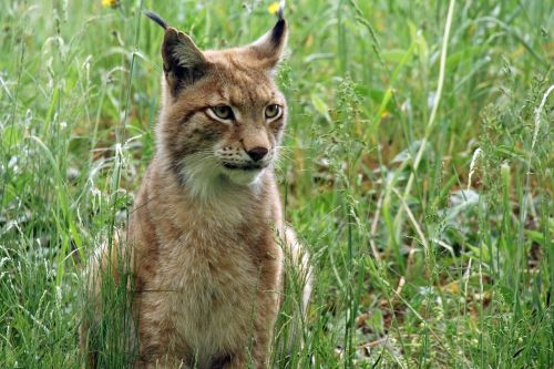 lynx zoo cat