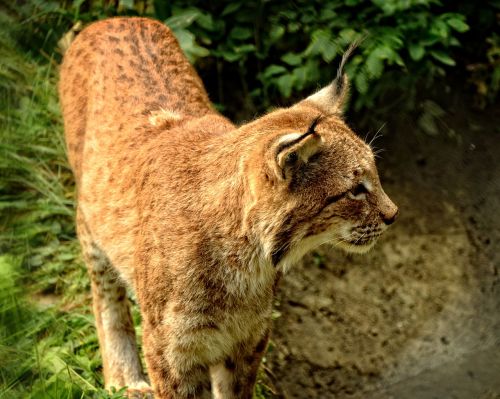 lynx wildcat cat