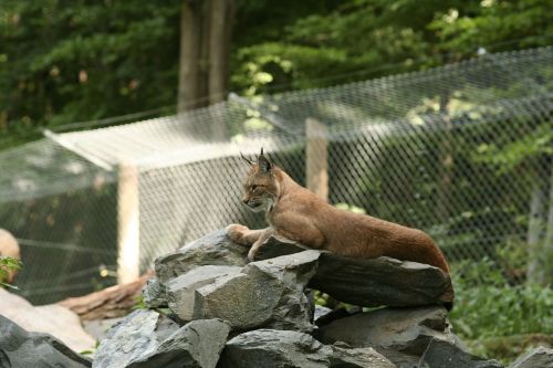 lynx felidae lynx lynx