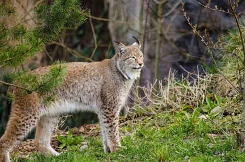 lynx bobcat wildlife