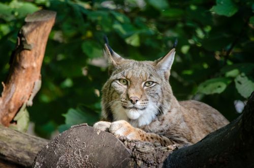 Lynx, Wildlife