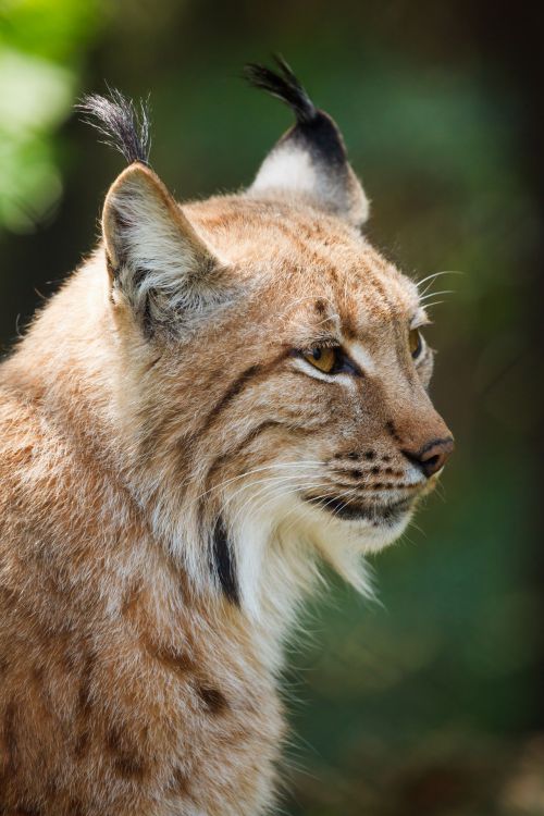 Lynx