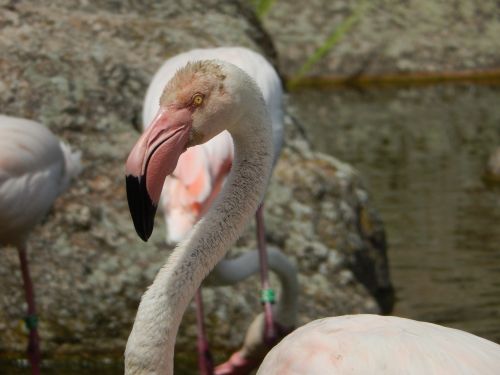 flamingo lyon france