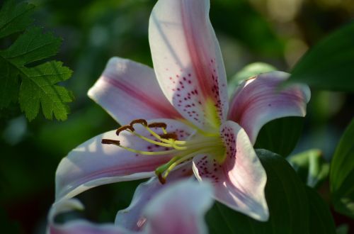 lys white lily lily pink