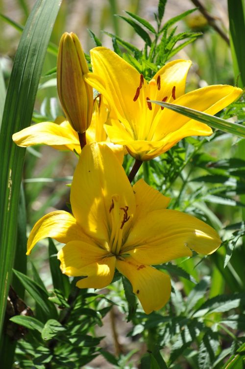 lys yellow lily flowers