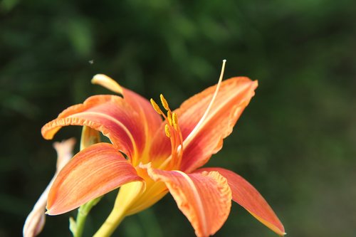 lys  oriental lily  orange lily