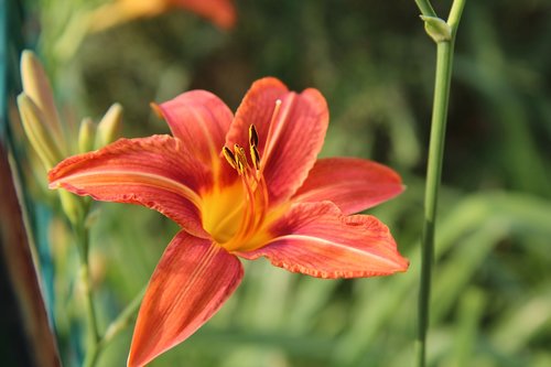lys  oriental lily  orange lily