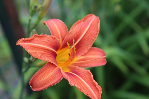 lys  lily orange  orange lily