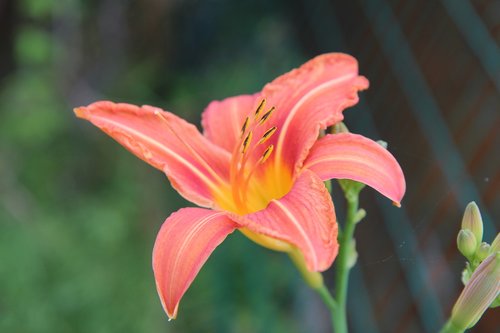 lys  lily orange  orange lily