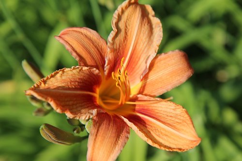 lys  lily orange  orange lily