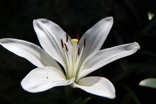 lys  white lily  flowering