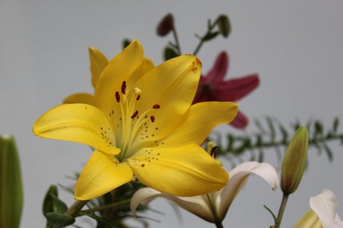 lys  flowers  flower