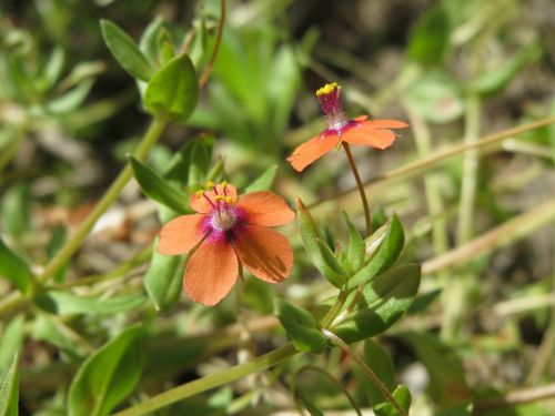 lysimachia arvensis red pimpernel red chickweed