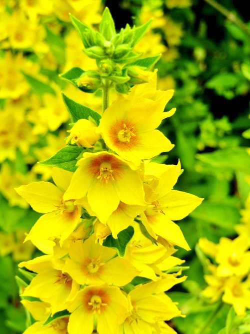 lysimachia punctata  goldfelberich  yellow flower