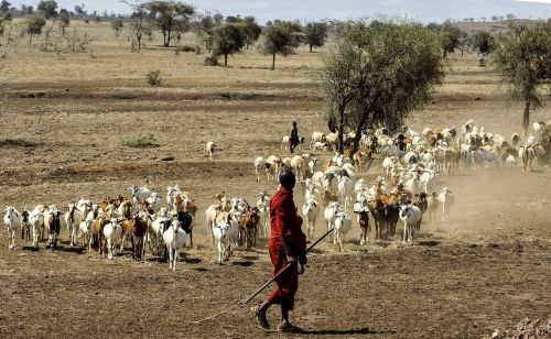 maasai herdsman goats serengeti