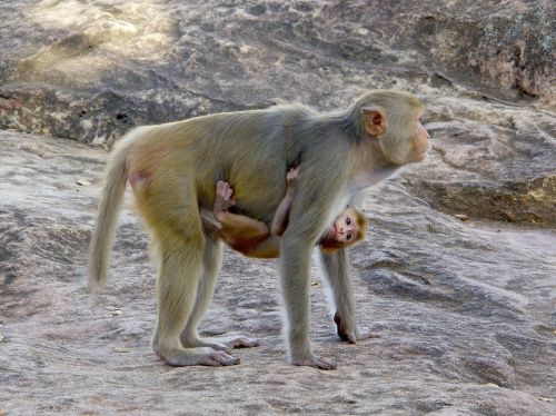 macaco primate burma