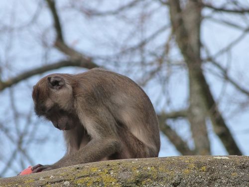macaque crabier monkey
