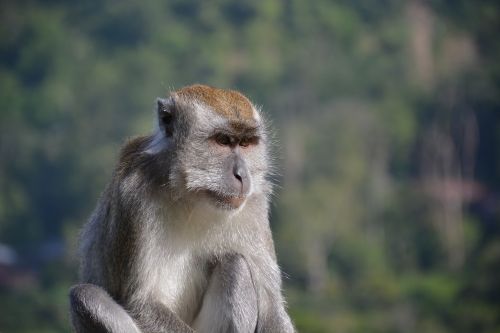 macaque monkey animal