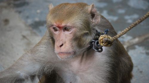 macaque monkey animal