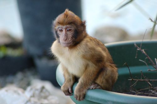 macaque young barbary