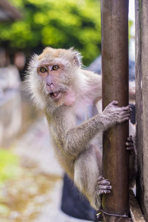 macaque monkeys ape thailand